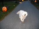 Jack-o-Lantern, running dog
