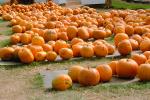Pumpkins, Sebastopol, California