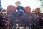 Hay Bales, Scarecrow, Pumpkins, PHHV02P03_12