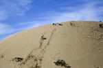 Climbing a huge sand dune, footsteps, footprints, PLGD01_052