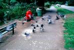 Pigeons, Stow Lake, Sidewalk, PLGV02P12_19