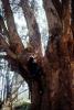 Boy Climbing, Eucalyptus tree, Marin County, California, PLGV03P02_19