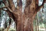 Boy Climbing, Eucalyptus tree, Marin County, California, PLGV03P03_01