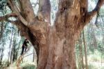Boy Climbing, Eucalyptus tree, Marin County, California, PLGV03P03_02