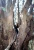 Boy Climbing, Eucalyptus tree, Marin County, California, PLGV03P03_03