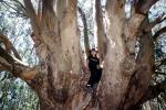 Boy Climbing, Eucalyptus tree, Marin County, California, PLGV03P03_04