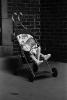 Stroller, Baby, sleeping, Manhattan, PLPPCD0663_043