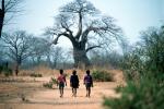 Children walking on a dirt path, Baobab Tree, Adansonia, Boys, curly, twisted