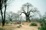Children walking on a dirt path, Baobab Tree, Adansonia, curly, twisted