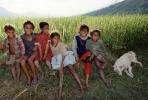 Girl, Boys, Smiles, Himalayan Foothills, Nepal, PLPV08P07_18