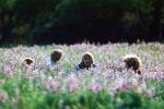 Children in a Field of Flowers, Big Sur, California, PLPV08P09_16