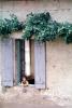 Girl in a window, shutters, ivy, July 1973, PLPV13P11_01