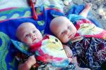 Twin Babies, PLPV15P15_15