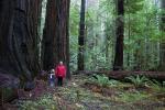 Avenue of the Giants, PMCD01_041