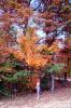 Woman in the Autumn Colors in Kentucky, autumn, PORV13P09_01