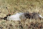 Deer, Elk, Dead, Killed, Kill, carcass, Africa, African, 1951, 1950s