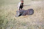 Zebra poaching, Poacher, Rifle, Hunter, poached, Africa, African, 1951, 1950s, PRGV01P10_09