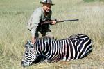 Zebra poaching, Poacher, Rifle, Hunter, poached, Africa, African, 1951, 1950s, PRGV01P10_09B