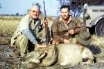 Female Lion, poaching, Poacher, Hunter, poached, rifle, African, Africa, 1951, 1950s, PRGV01P10_14B