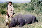 Rhinoceros poaching, Poacher, Hunter, poached, rifle, African, Africa, horns, 1951, 1950s, PRGV01P10_15B