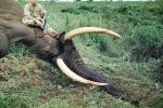 Africa, African, Elephant Tusk, poaching, Poacher, Hunter, poached, rifle, tusk, ivory, 1951, 1950s, PRGV01P10_16
