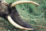 Elephant Tusk, poaching, Poacher, Hunter, poached, rifle, African, Africa, horns, tusk, ivory, 1951, 1950s, PRGV01P10_16B