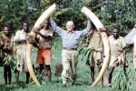 Elephant Tusk, poaching, Poacher, Hunter, poached, African, Africa, Killers, Kill, Killed, tusk, ivory, 1951, 1950s, PRGV01P10_17B