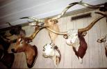 Taxidermy, Taxidermy, longhorn cattle, chattel, PRGV01P12_04