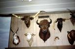 Taxidermy, longhorn cattle, chattel, Buffalo, antelope, PRGV01P12_05
