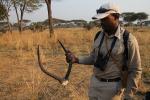 Antlers, poaching, Africa, PRLD01_091