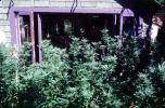 Backyard Marijuana Growing