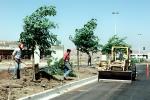 Planting trees, Landscaping, Workers, Front Loader