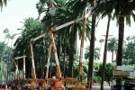Tree Trimming, Palm Trees, PWLV01P06_03