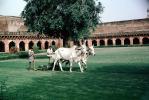 Oxen pulling a lawnmower, Animal, 1950s