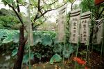 Lily Pads, leaves, prayer flags, Nikko, Shinto Buddhism, RCTV03P15_07