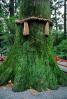 Moss Covered Tree, Sacred ropes mark a holy tree, Shinboku, Tree of Life, Divine, RCTV04P01_01.2648
