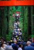 Torii Gate, Pilgrimage, People, crowds, trees, forest