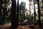 Tent, Boulder, Trees, Forest, RVCV01P05_08
