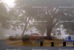 Foggy Morning, Oak Trees, Lake Pillsbury, Mendocino County, RVCV01P11_02B