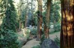 Forest, Sequoia Trees, Campsite, California, June 1979, RVCV02P01_17