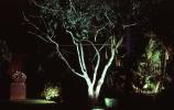 Lone Tree in the Night, Nighttime, RVHV04P02_10