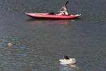 Dog, Paddle, Floating, Kayak, Paddle, Russian River, Monte Rio, Sonoma County, California, RVLD02_058