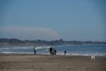 Beach, Sand, Dog, Shoreline, Coastline, Coastal, RVLD02_229