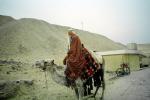 Man on a Camel, Dromedary Camel, (Camelus dromedarius), Camelini, RVLV01P07_16