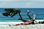 Man, Suntan, Cypress Tree, Beach, Sand, water, swim trunks, RVLV01P14_03