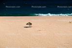 Beach, Pacific Ocean, sand, Lone Parasol, RVLV02P07_08.2654
