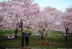 Cherry Blossom Tree, RVLV02P15_16.2654