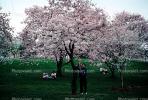 Cherry Blossom Tree, RVLV02P15_17