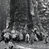 Sequoia Tree Trunk, 1890's, RVLV08P07_03