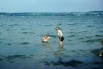 Women Wading in the lake, Water, 1950s